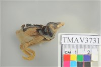 藏品(麻雀)的圖片